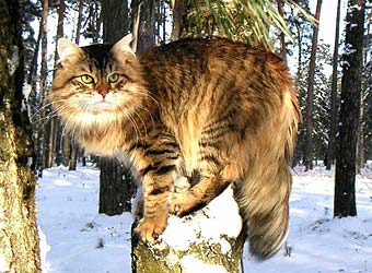 Кошка Тигрового Окраса Фото